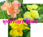 ͡طѡѹ