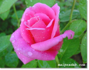 rose1